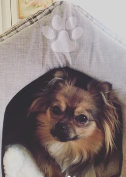 Paperanian inom agility (papillon/pomeranian