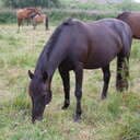 HorseLover!!!